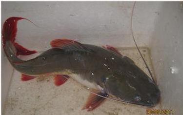 Cá lăng
