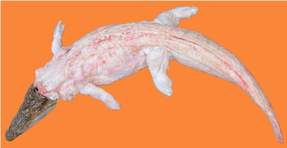 Cá sấu lột da