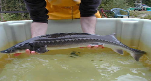 Cá tầm 3 - 6kg